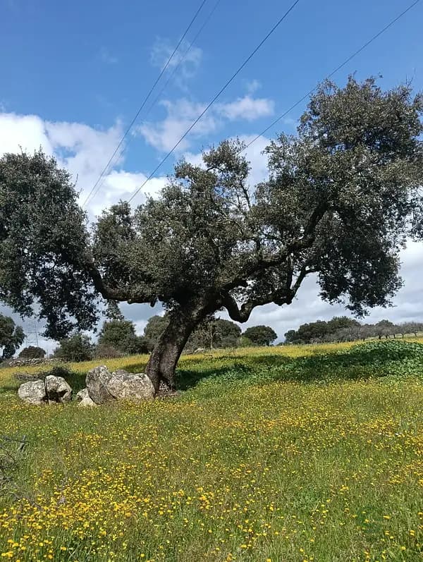 Finca rústica de 13 ha en venta en Badajoz