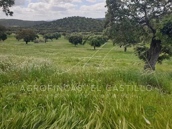 Finca rústica de 200 ha en venta en Badajoz