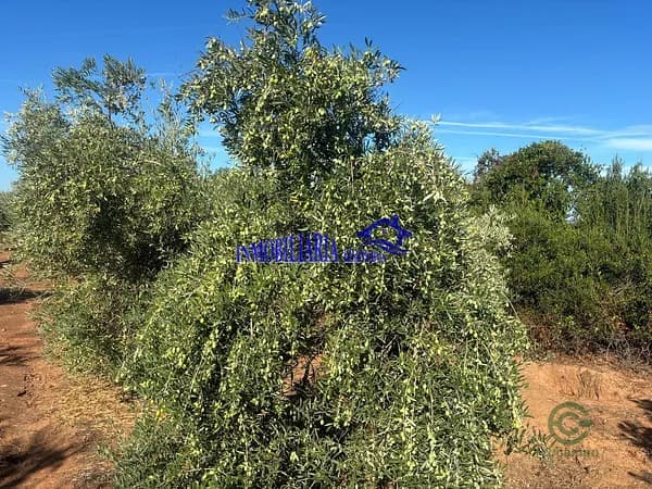Finca agrícola de 3,6 ha en venta en Córdoba, Córdoba