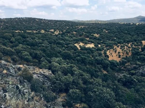 Finca rústica de 40 ha en venta en Ciudad real