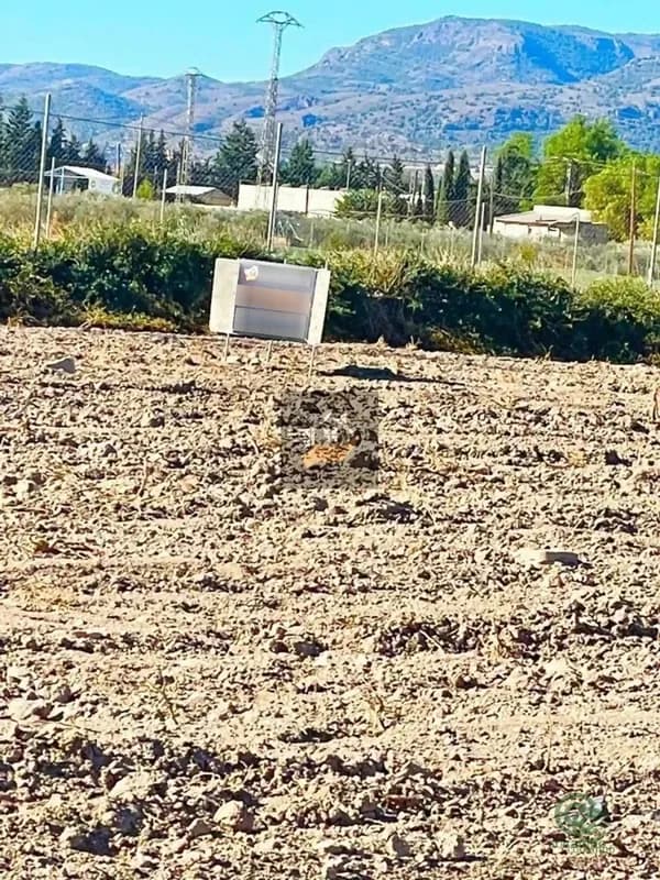 Spot image