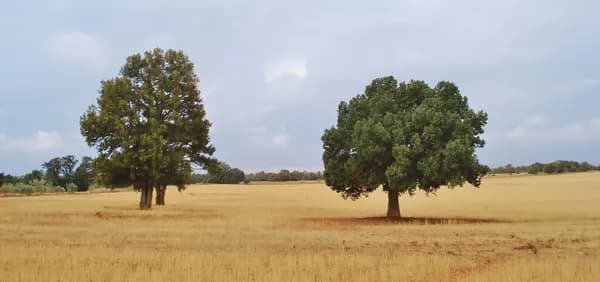 Finca rústica de 2000 ha en venta en Ciudad real