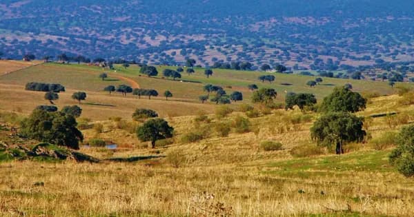 Finca ganadera de 1000 ha en venta en Ciudad real