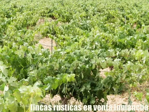 Finca agrícola de 82 ha en venta en Murcia
