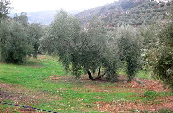 Spot image