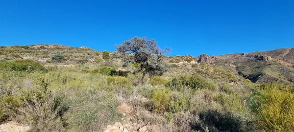 Spot image