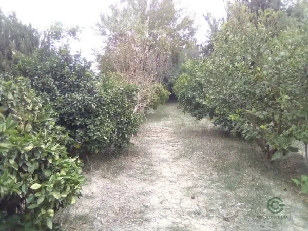 Spot image