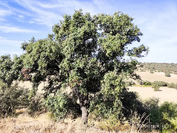 Spot image