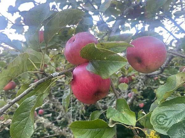 Finca rústica de 0,77 ha en venta en Aranga, La coruna