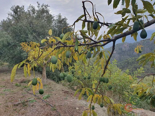 Spot image