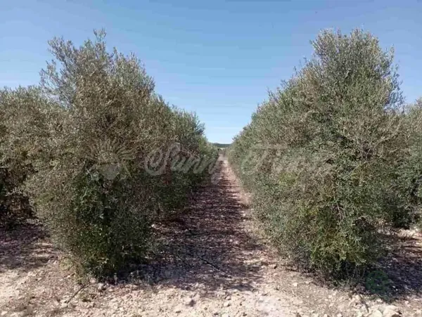 Spot image