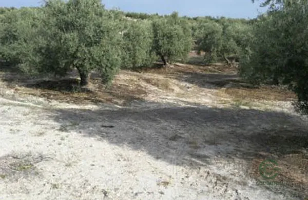 Spot image