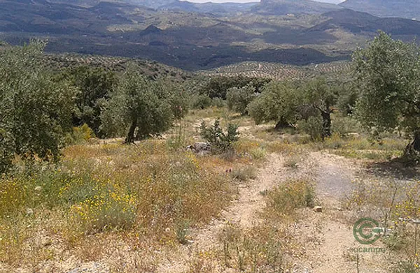 Spot image