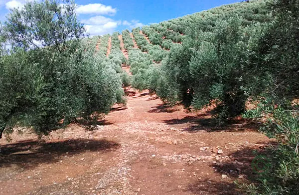 Spot image