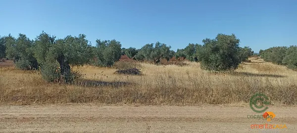 Spot image