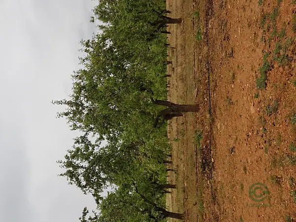 Spot image