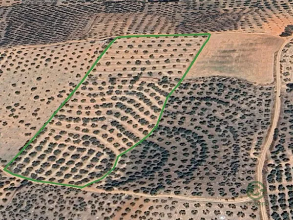 Spot image