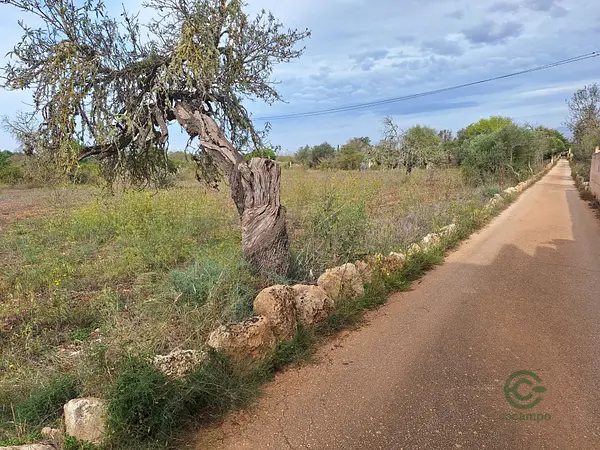 Spot image
