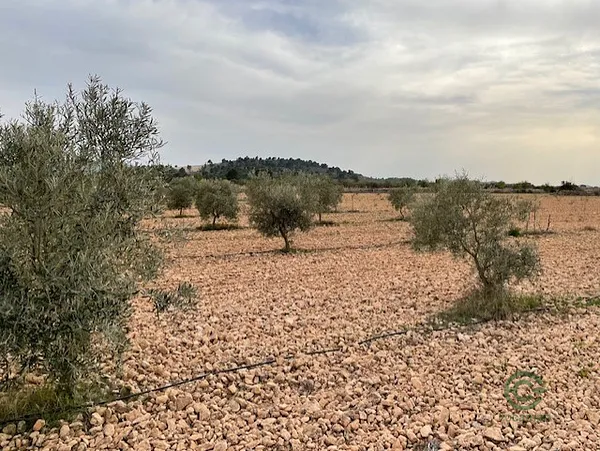 Spot image