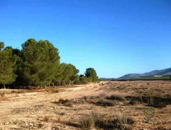 Spot image