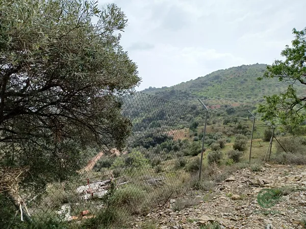 Spot image