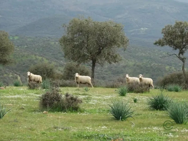 Spot image