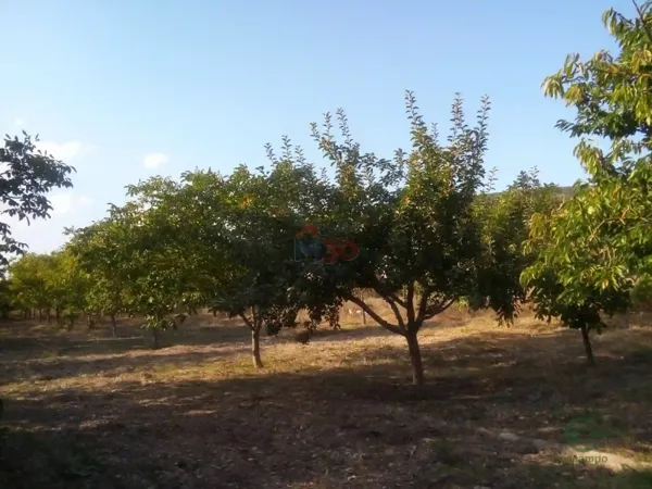 Spot image
