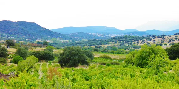 Spot image