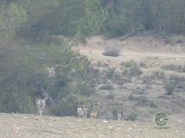 Spot image