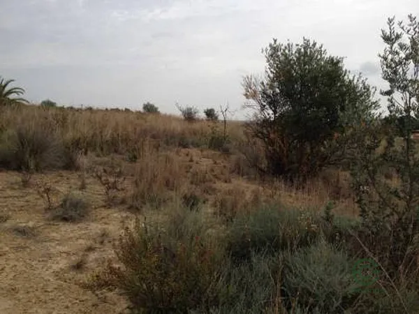 Spot image