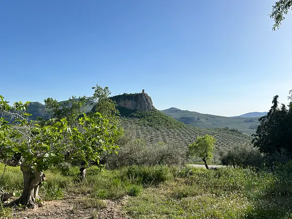 Spot image