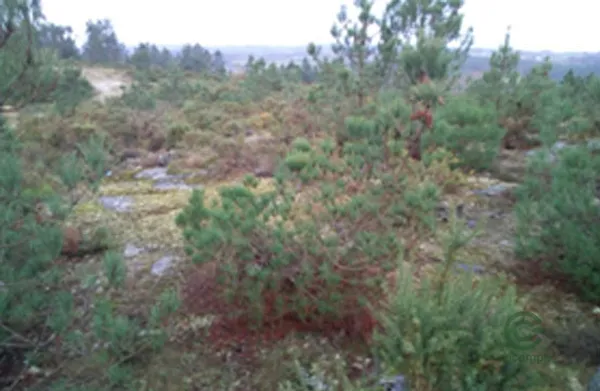 Spot image