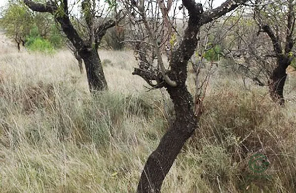 Spot image