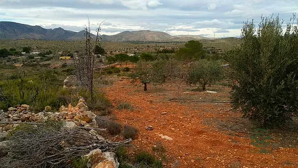 Spot image
