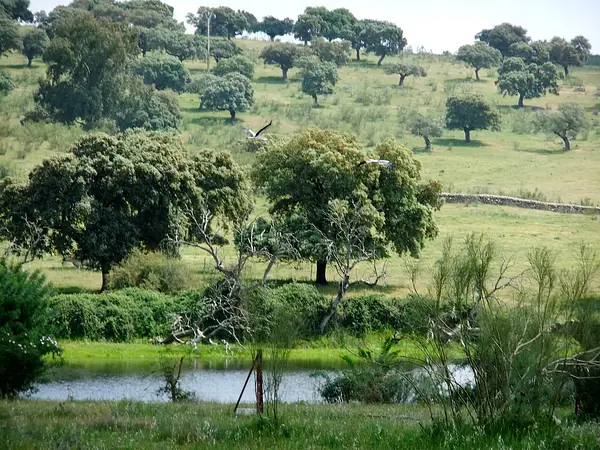 Spot image