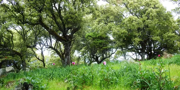 Spot image