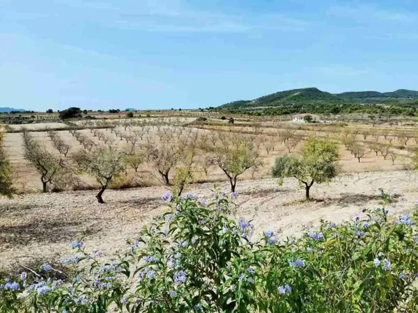 Spot image