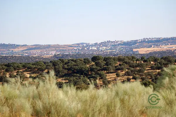 Spot image