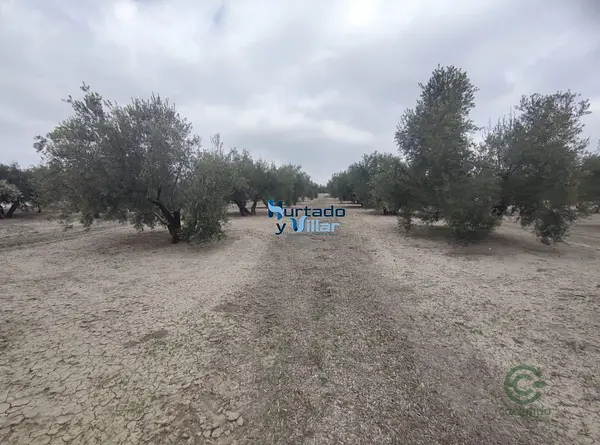 Spot image