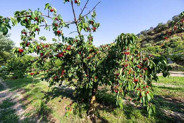 Spot image