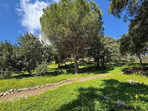 Spot image
