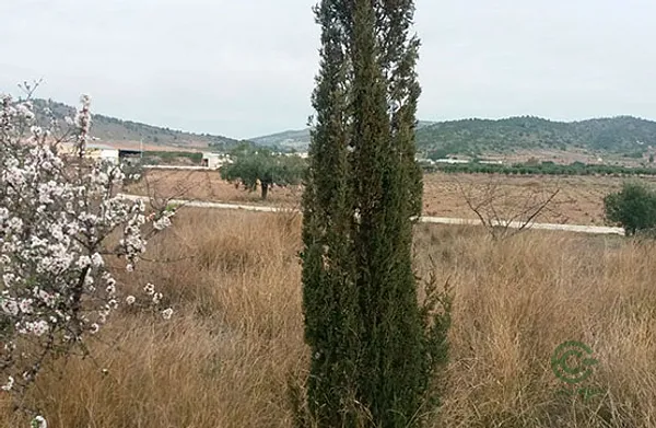 Spot image