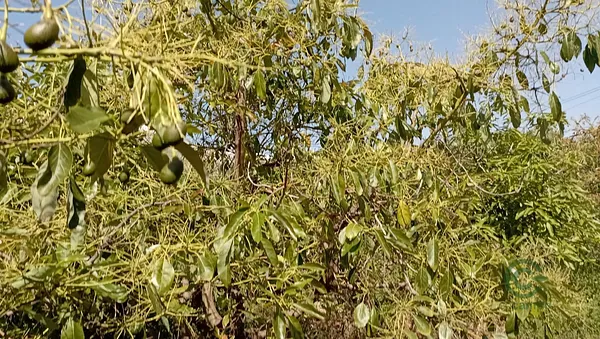 Spot image