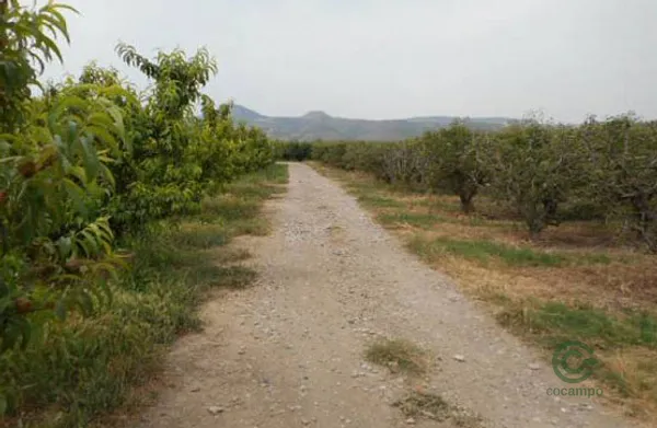 Spot image