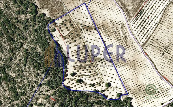 Spot image