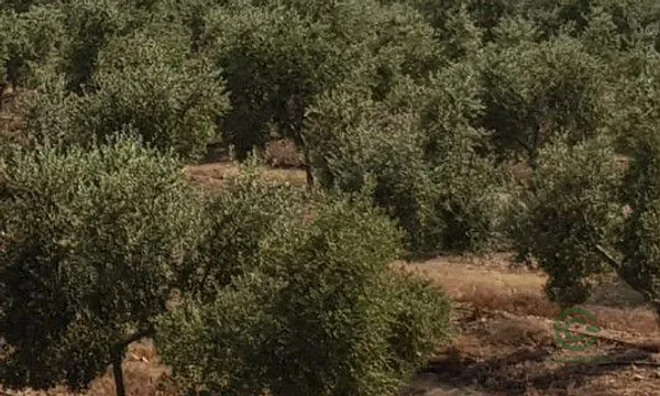 Spot image