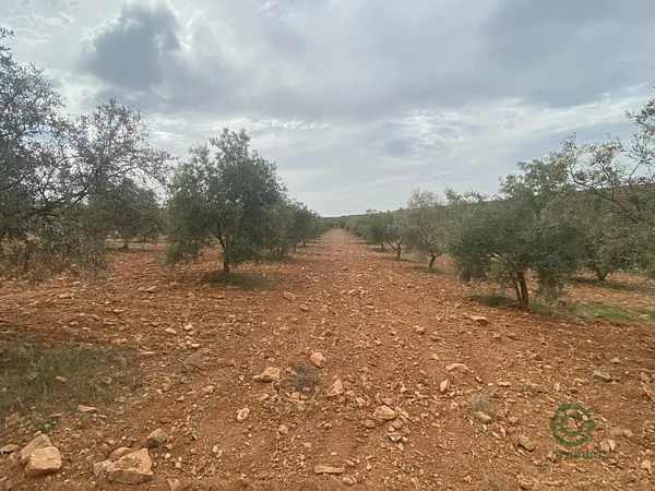 Spot image