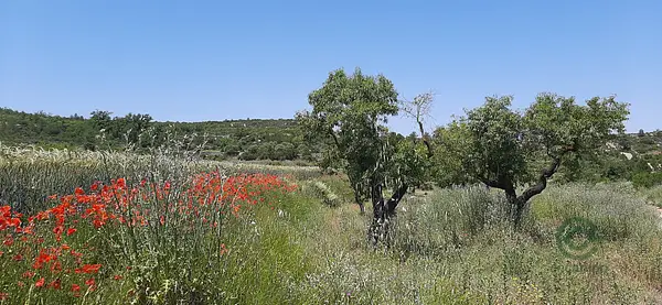 Spot image
