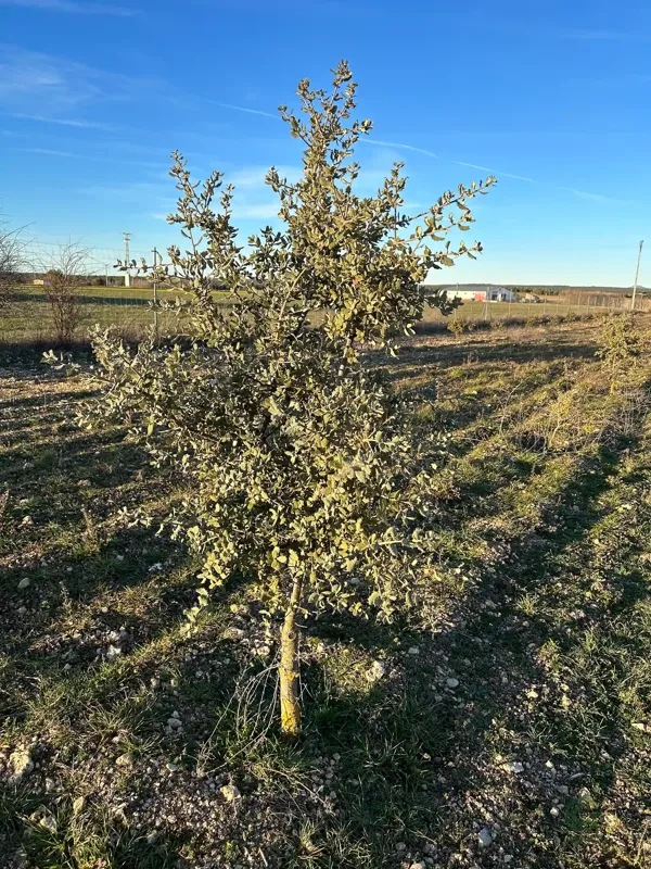 Spot image