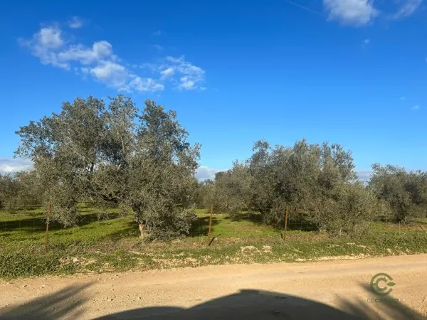 Spot image